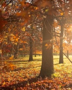 Sunlit autumn forest with tall trees and golden leaves at Royal Parks. Warm light filters through branches, casting a peaceful glow on the leaf-covered ground.